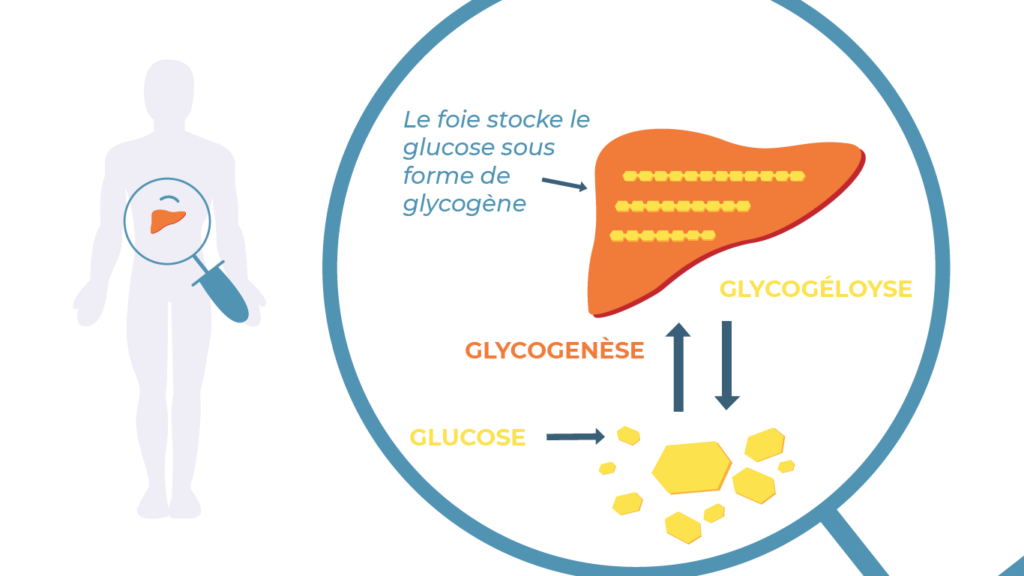le foie stocke le glucose sous forme de glycogène