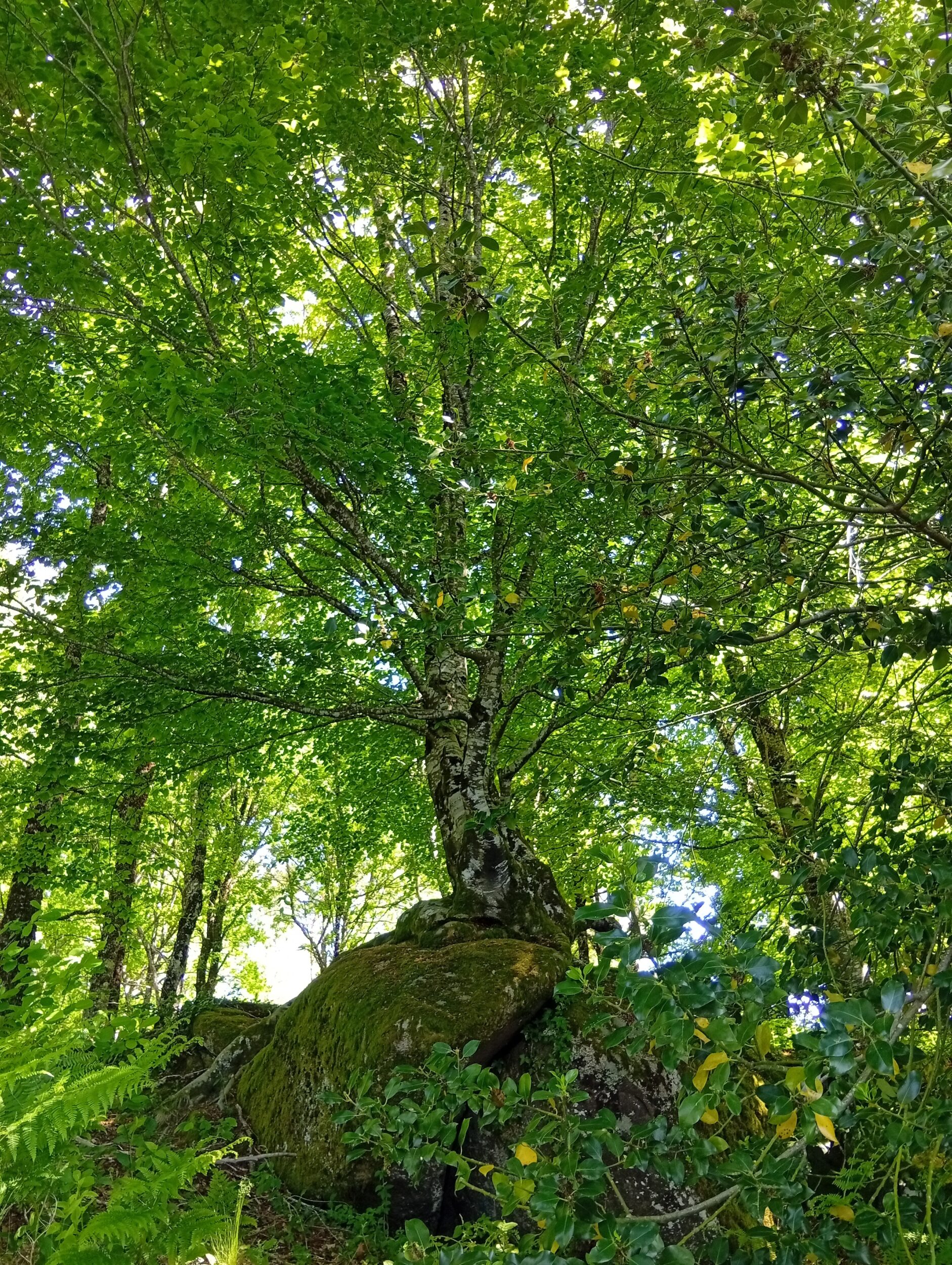 Nature, Eveil et Sens