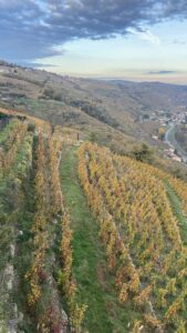 Les vignes au dessus du Rhône