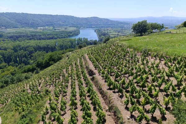 Dans les vignes, vue sur le Rhône