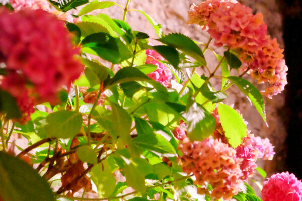 L'instant Jeûne en Beaujolais