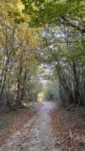 Sentier forestier dans la Forêt domaniale des Revolets