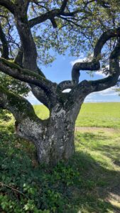Un chêne au bord de l'étang