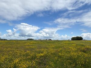 Champs de colza