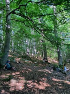 Immersion dans une forêt de hêtres