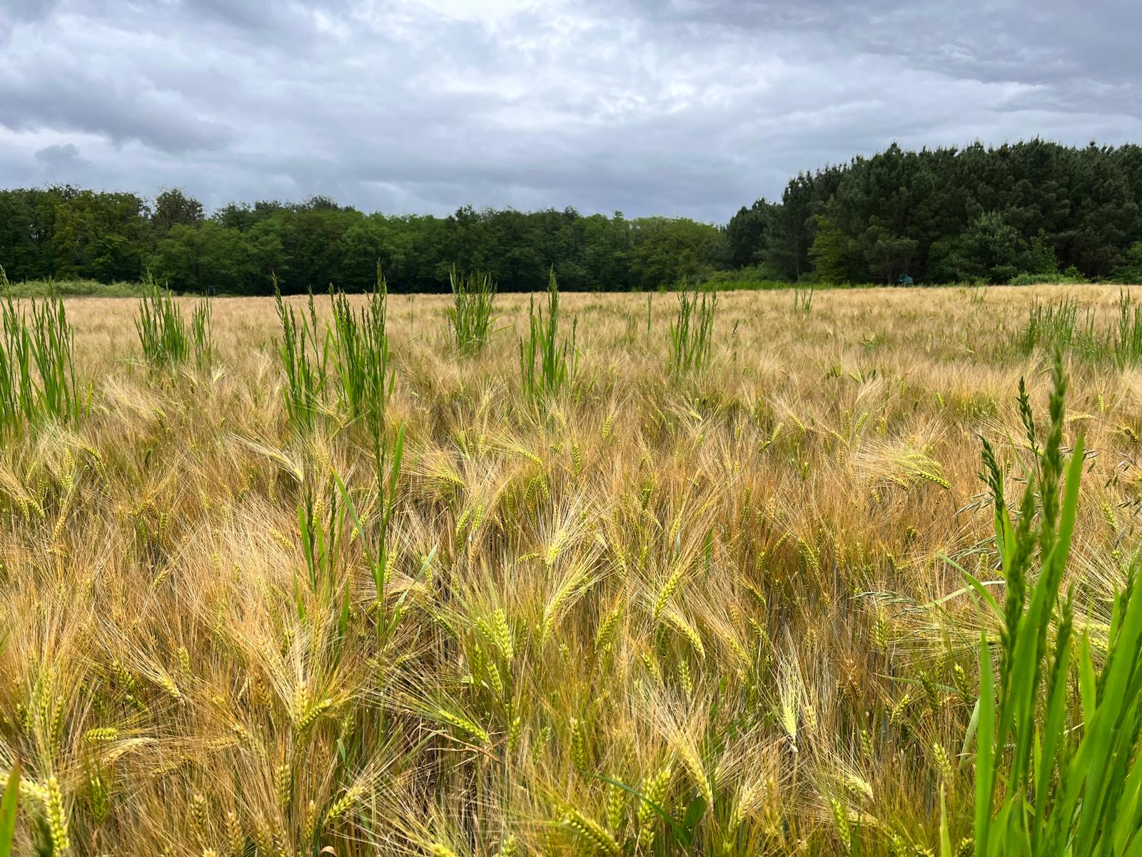 Sologne Jeûne et Vitalité – Ecolieu