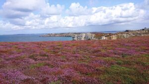 le cap bruyère
